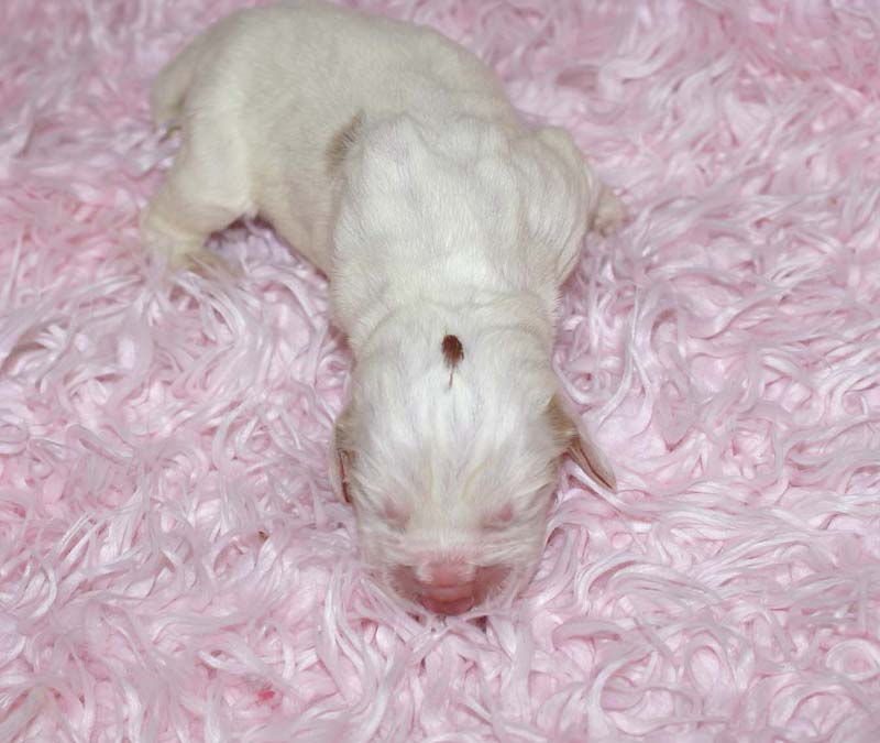 Boy_Bronze_Head_5thday_d