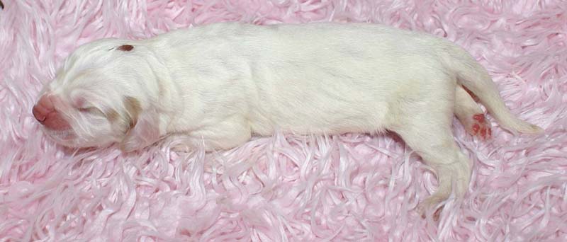 Boy_Bronze_Head_5thday_e