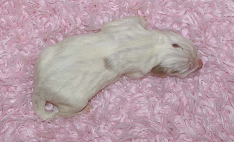 Boy_Bronze_Head_5thday_g