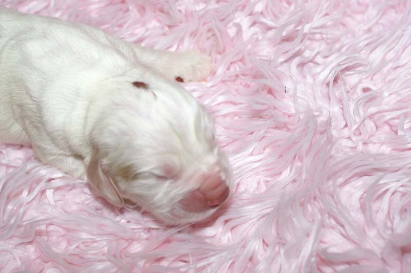 Boy_Bronze_Head_5thday_h