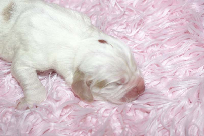 Boy_Bronze_Head_5thday_ih