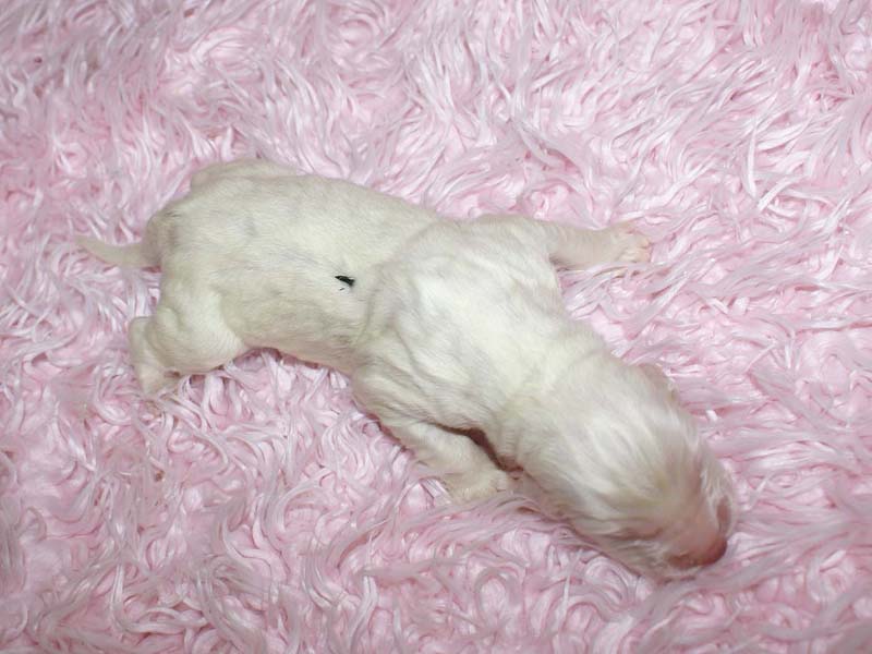 Boy_Green_Back_5thday_a1