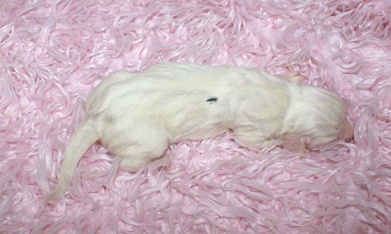 Boy_Green_Back_5thday_c