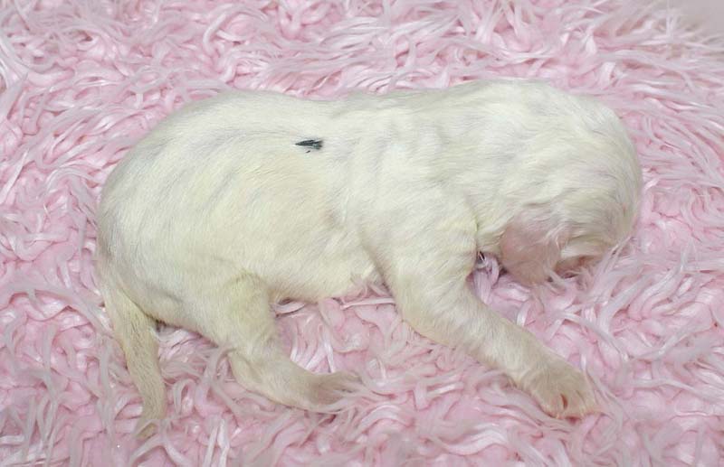 Boy_Green_Back_5thday_d