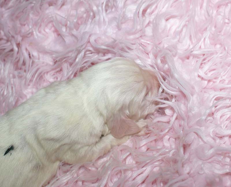 Boy_Green_Back_5thday_e