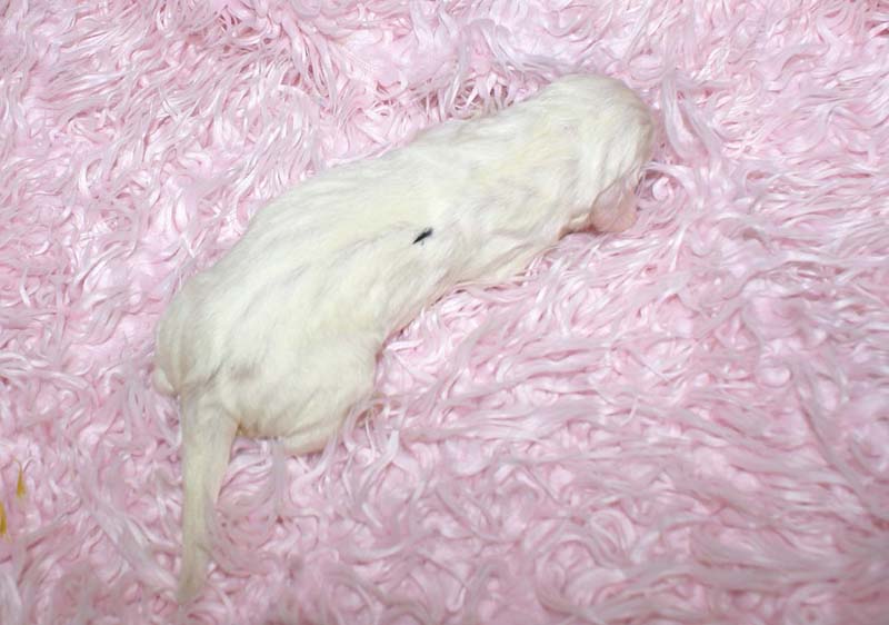 Boy_Green_Back_5thday_f