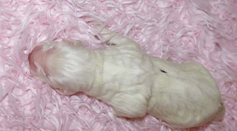 Boy_Green_Back_5thday_g