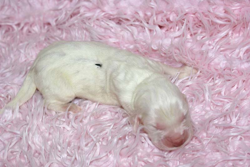 Boy_Green_Back_5thday_h