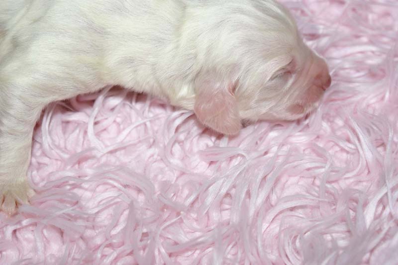 Boy_Green_Back_5thday_i