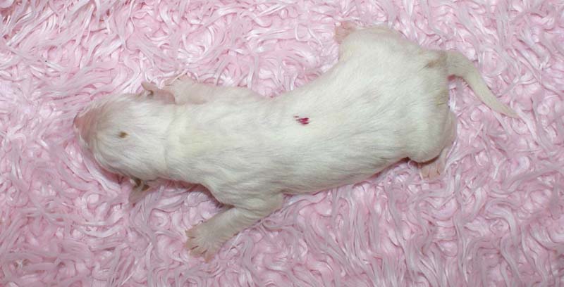 Boy_Pink_Back_5thday_a1