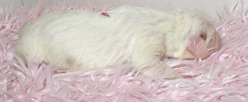 Boy_Pink_Back_5thday_b