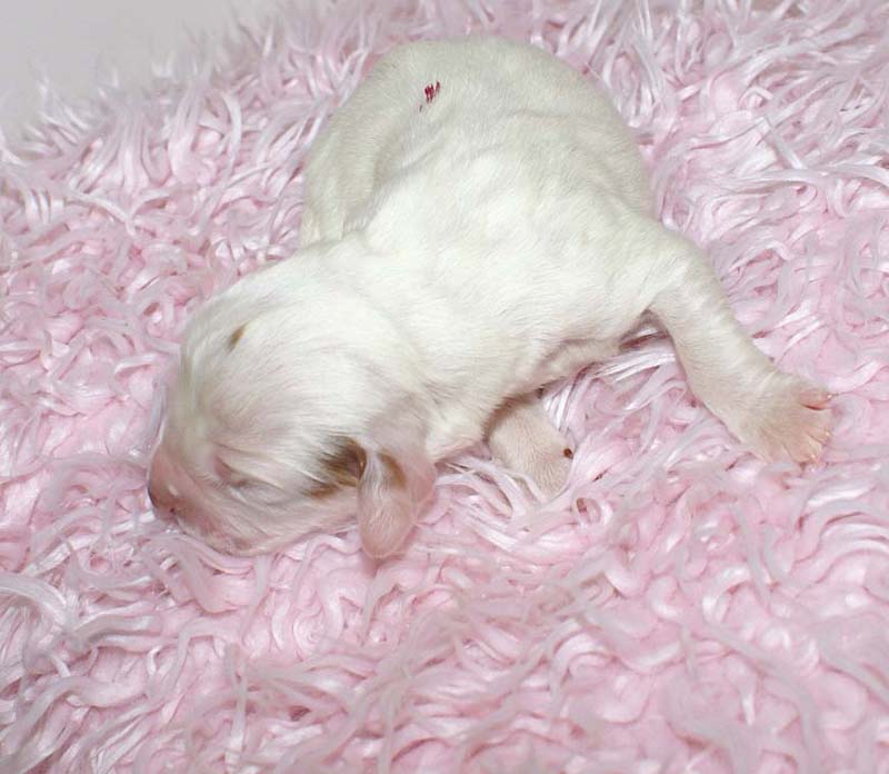 Boy_Pink_Back_5thday_d