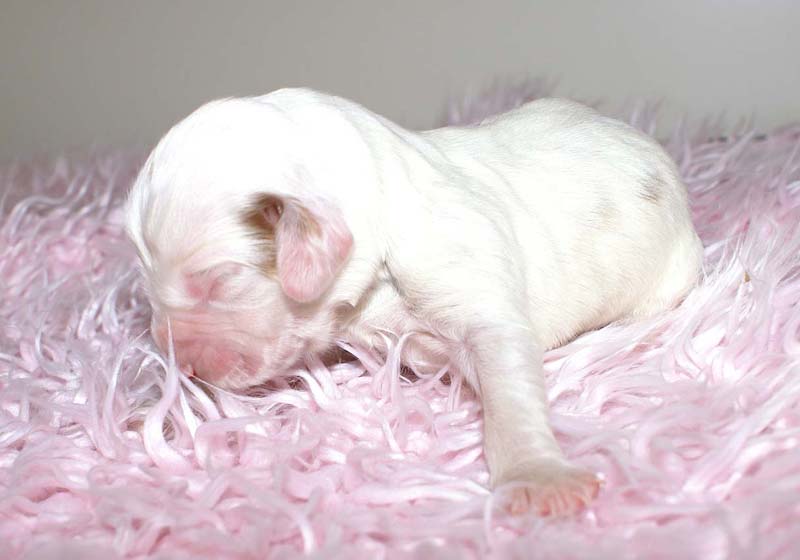 Boy_Pink_Back_5thday_e