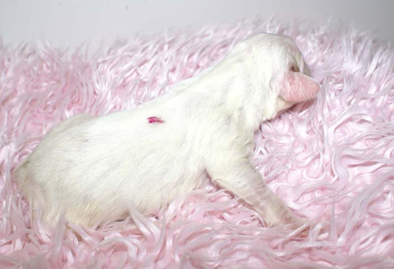 Boy_Pink_Back_5thday_f