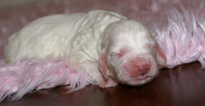 Boy_Pink_Back_5thday_g