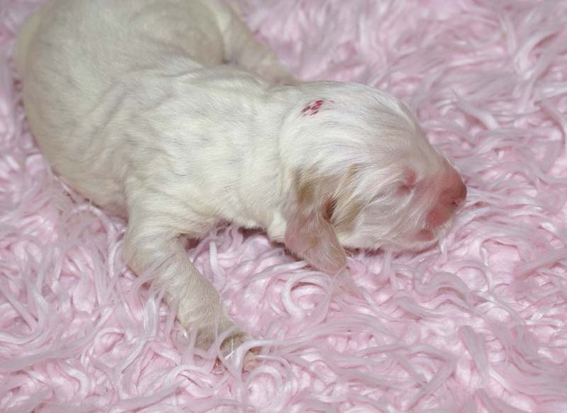 Boy_Pink_Head_5thday_a