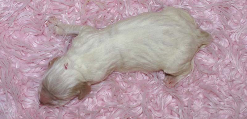 Boy_Pink_Head_5thday_b