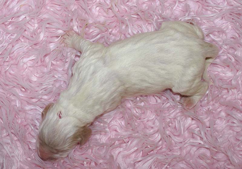 Boy_Pink_Head_5thday_c