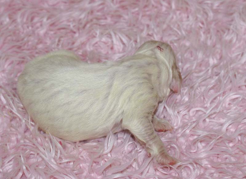 Boy_Pink_Head_5thday_d