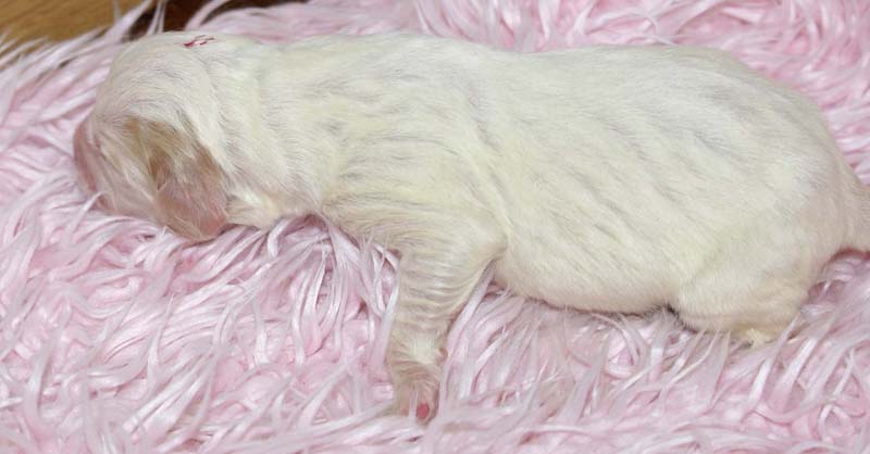 Boy_Pink_Head_5thday_f