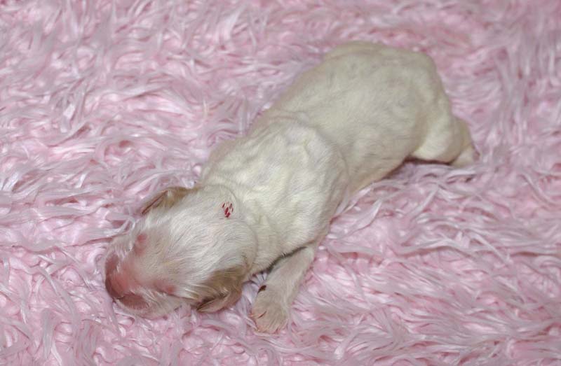 Boy_Pink_Head_5thday_g