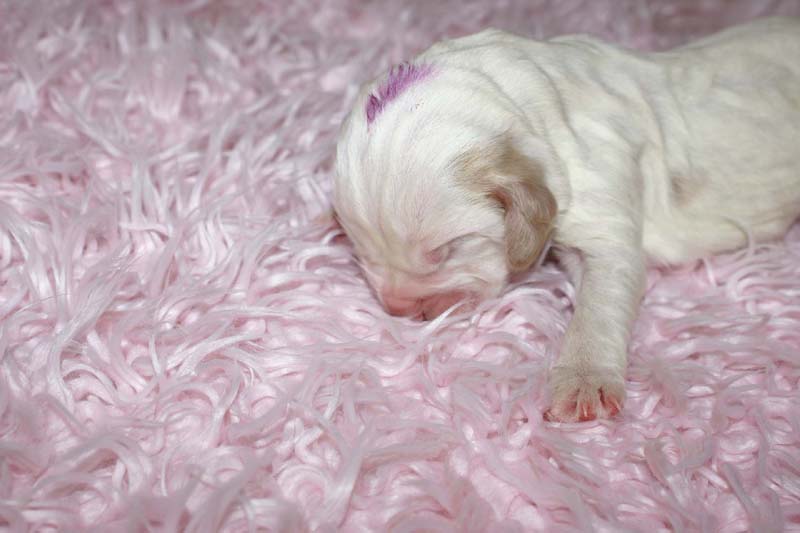 Boy_Purple_Head_5thday_c