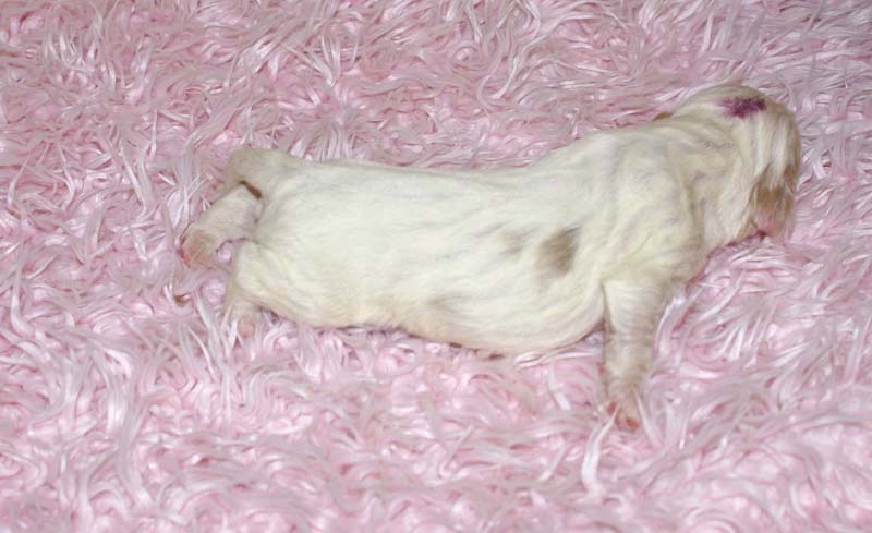 Boy_Purple_Head_5thday_e