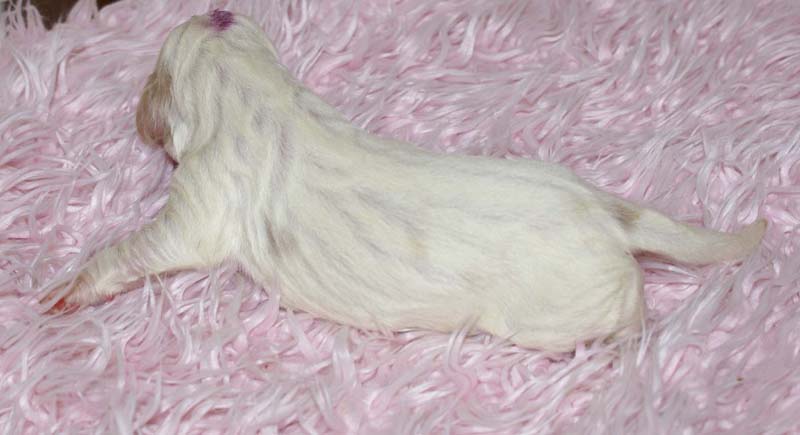 Boy_Purple_Head_5thday_f