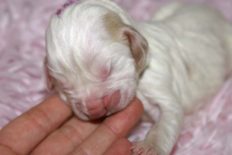 Boy_Purple_Head_5thday_i