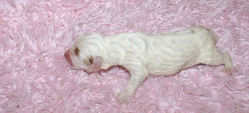 Girl_Bronze_Tail_5thday_b