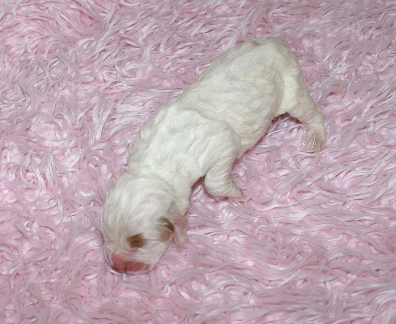 Girl_Bronze_Tail_5thday_c