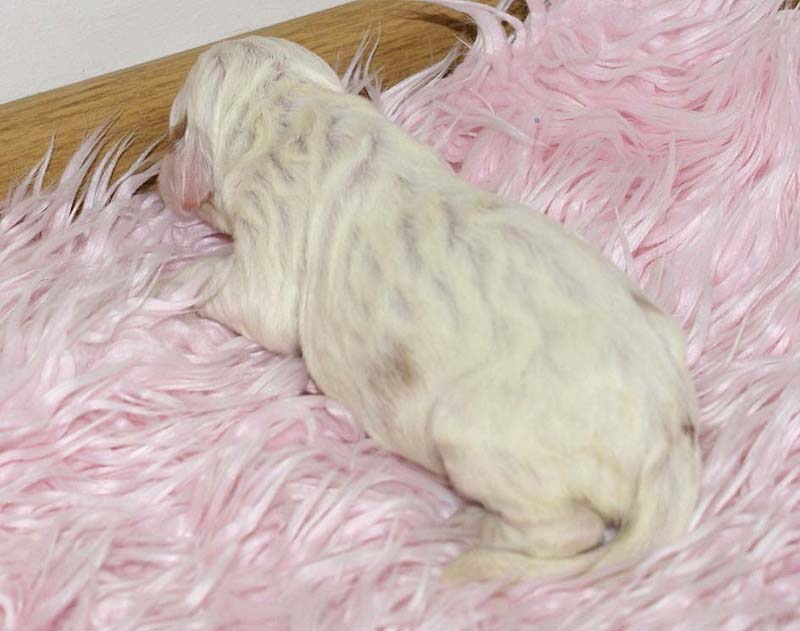 Girl_Bronze_Tail_5thday_d