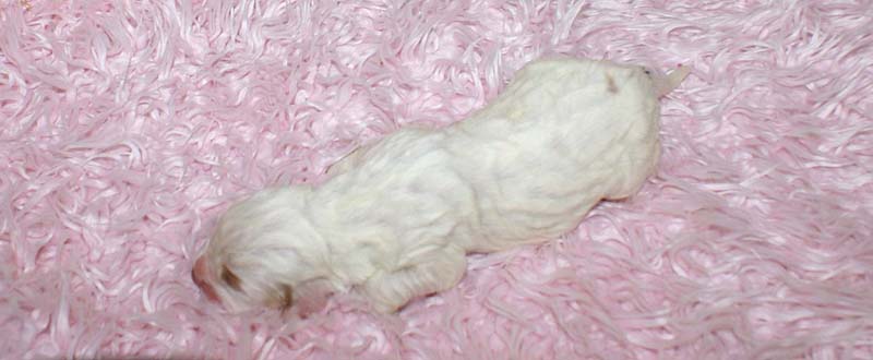 Girl_Bronze_Tail_5thday_e