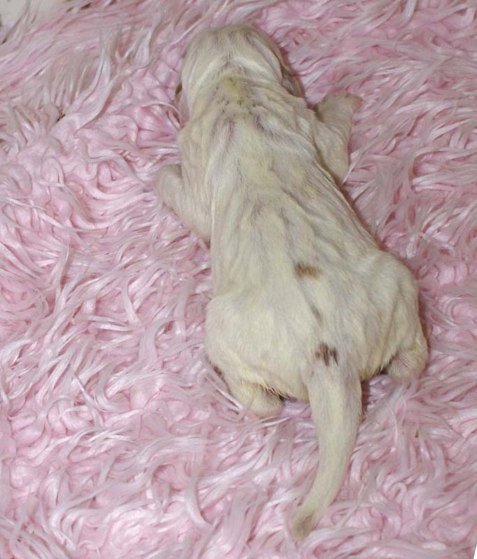 Girl_Bronze_Tail_5thday_f