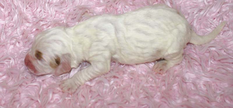 Girl_Bronze_Tail_5thday_g