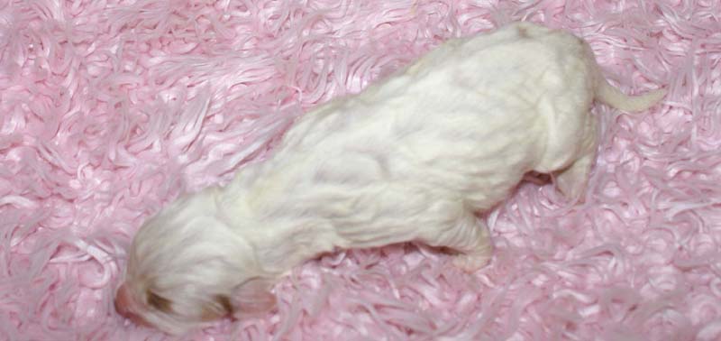 Girl_Bronze_Tail_5thday_h