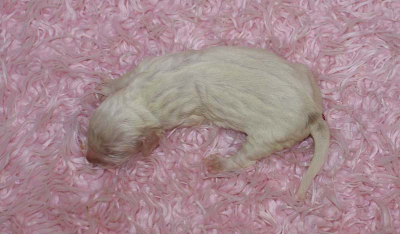 Girl_Pink_Tail_5thday_a