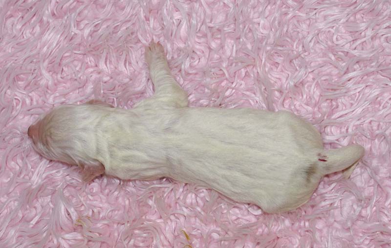 Girl_Pink_Tail_5thday_b