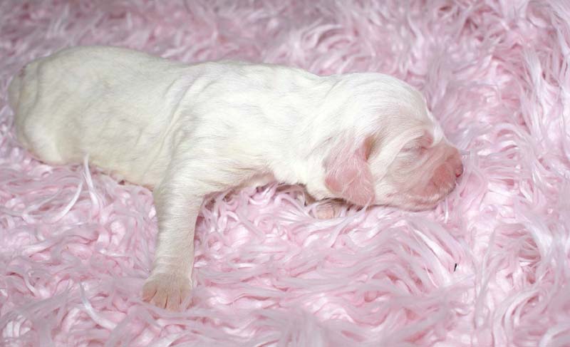 Girl_Pink_Tail_5thday_d