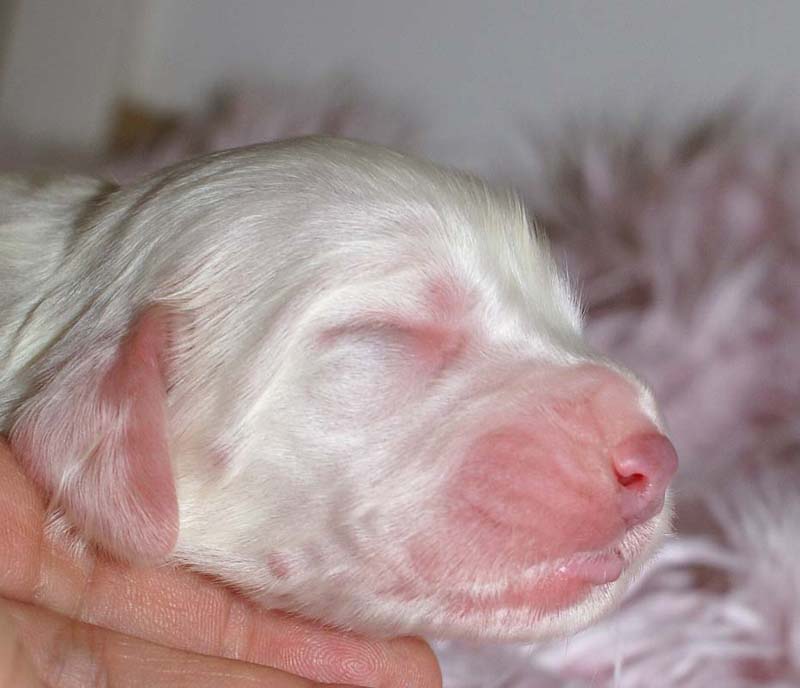 Girl_Pink_Tail_5thday_e