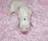 Boy_Bronze_Head_5thday_d