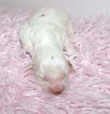 Boy_Pink_Back_5thday_c