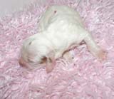 Boy_Pink_Back_5thday_d