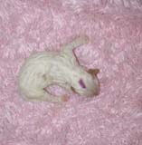 Boy_Purple_Head_5thday_b