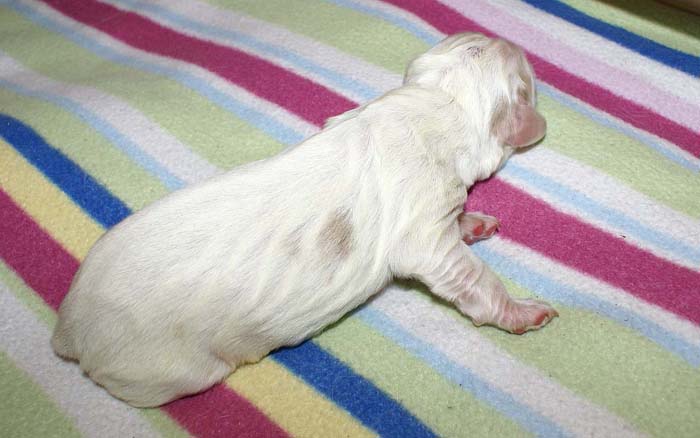 WindyFraserPups_1st_day_b