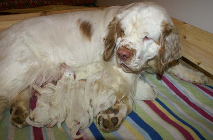 WindyFraserPups_1st_day_c