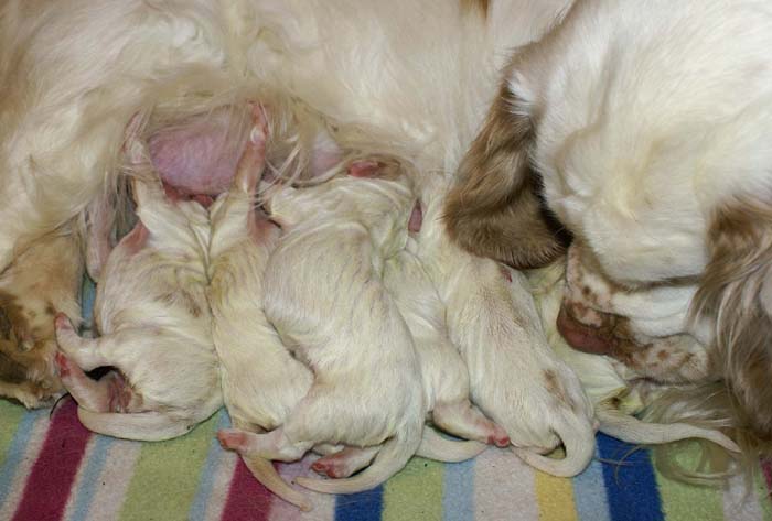 WindyFraserPups_1st_day_g