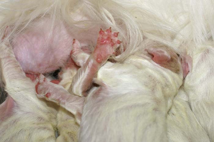 WindyFraserPups_1st_day_i