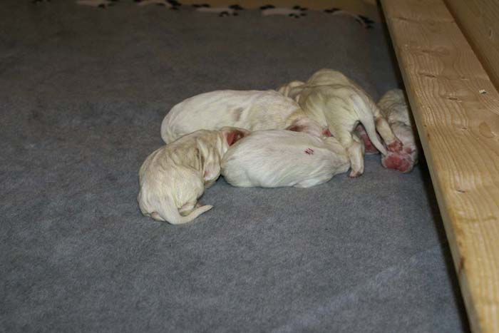 WindyFraserPups_2nd_day