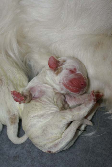 WindyFraserPups_2nd_day_a